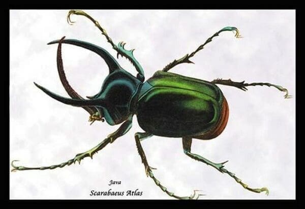 Beetle: Scarabaeus Atlas of Java by Sir William Jardine - Art Print