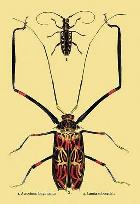 Beetles: Acrocinus Longimanus and Lamia Subocellata #2 by Sir William Jardine - Art Print