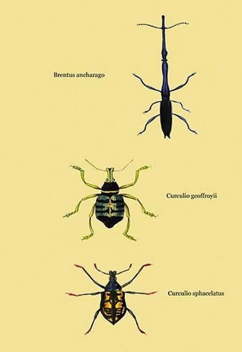 Beetles: Brentus Anchorago