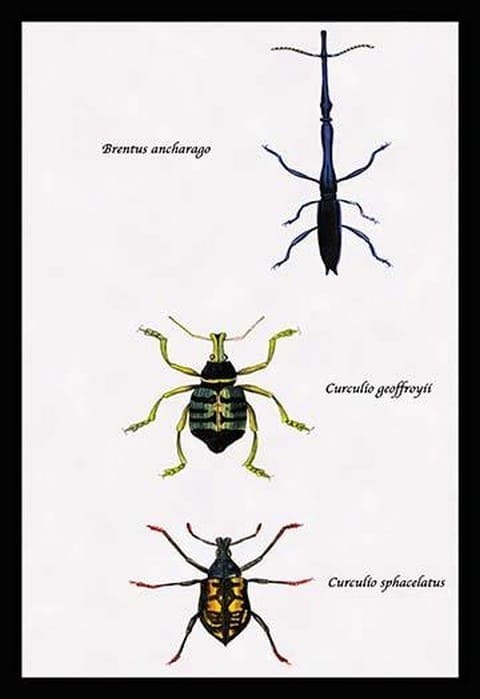 Beetles: Brentus Anchorago