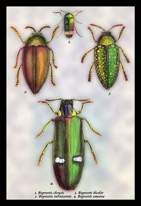 Beetles: Buprestis Chrysis B. Sternicornis