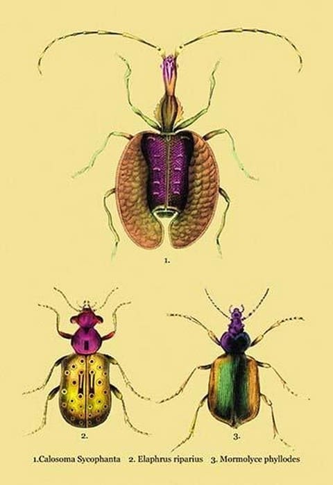 Beetles: Calosoma Sycophanta