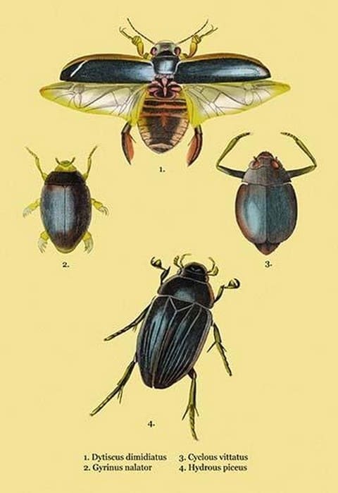 Beetles: Dytiscus Dimidiatus