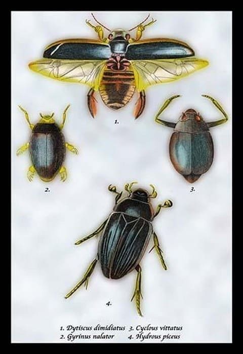 Beetles: Dytiscus Dimidiatus