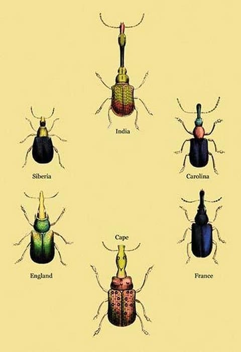 Beetles From Around the World #2 by Sir William Jardine - Art Print