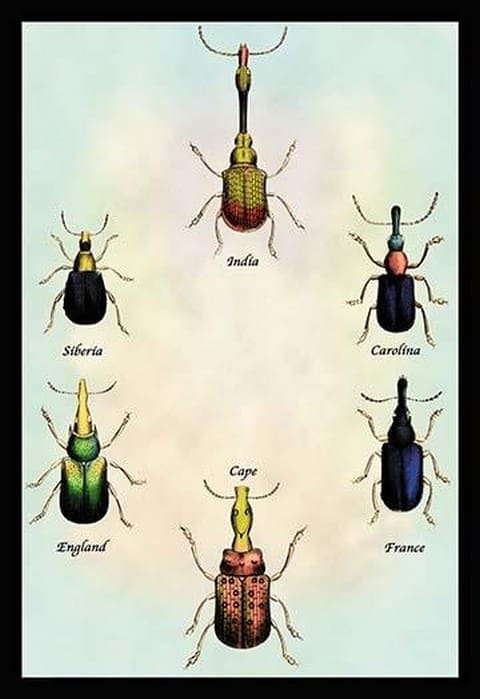 Beetles From Around the World by Sir William Jardine - Art Print