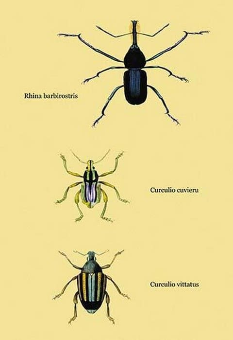 Beetles: Rhina Barbirostris