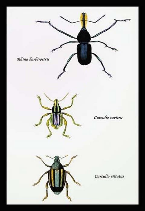 Beetles: Rhina Barbirostris