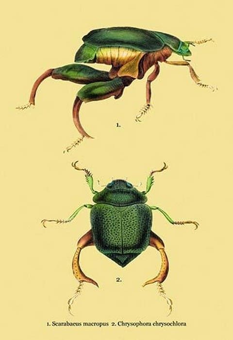 Beetles: Scarabaeus Macropus and Chrysophora Chrysochlora #2 by Sir William Jardine - Art Print