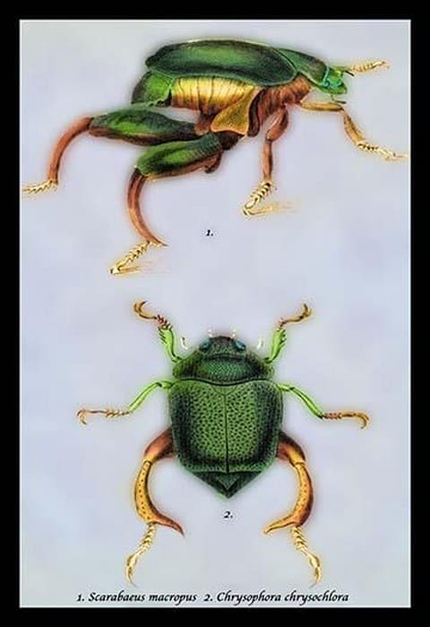 Beetles: Scarabaeus Macropus and Chrysophora Chrysochlora by Sir William Jardine - Art Print