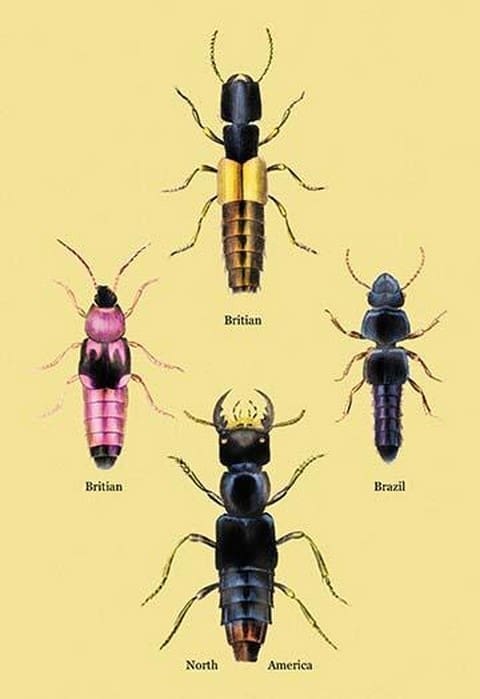 Beetles from Britain