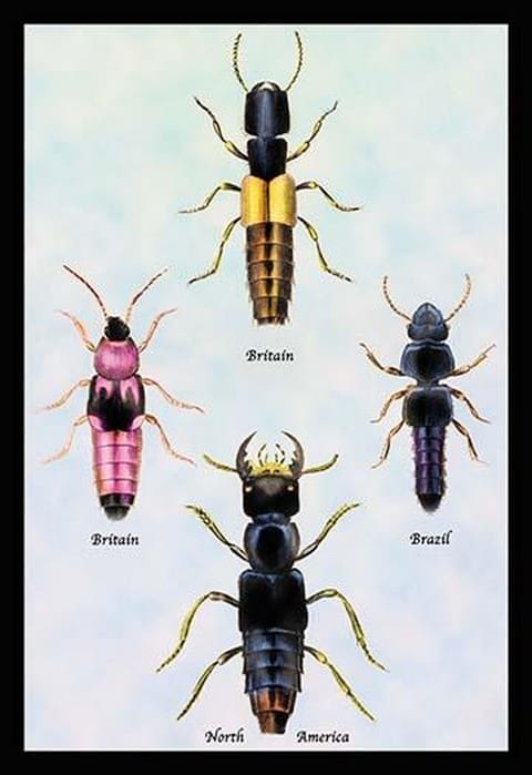 Beetles from Britain