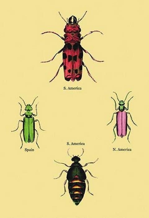 Beetles from North and South America and Spain #2 by Sir William Jardine - Art Print