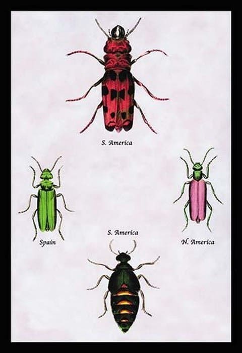 Beetles from North and South America and Spain by Sir William Jardine - Art Print