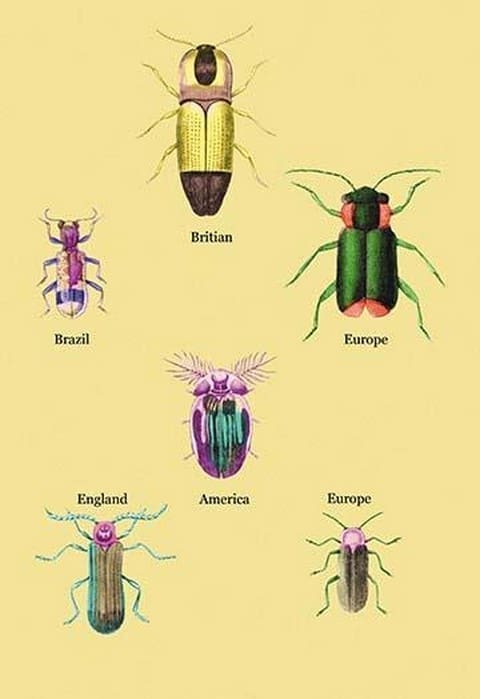 Beetles of America