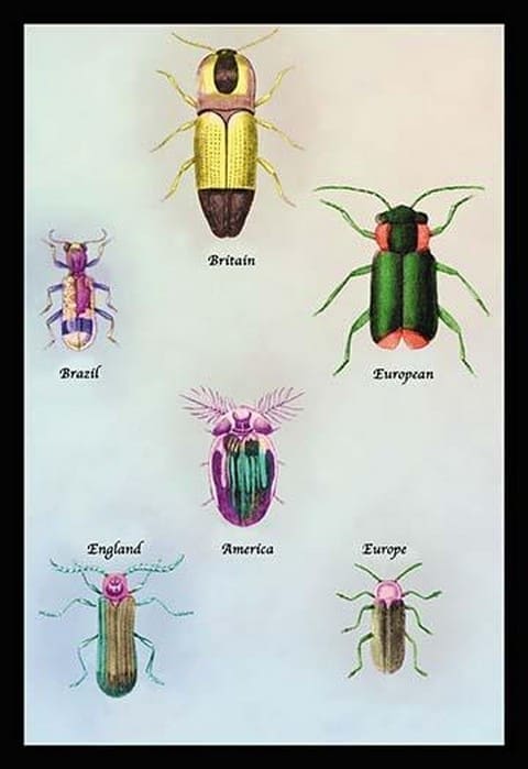 Beetles of America