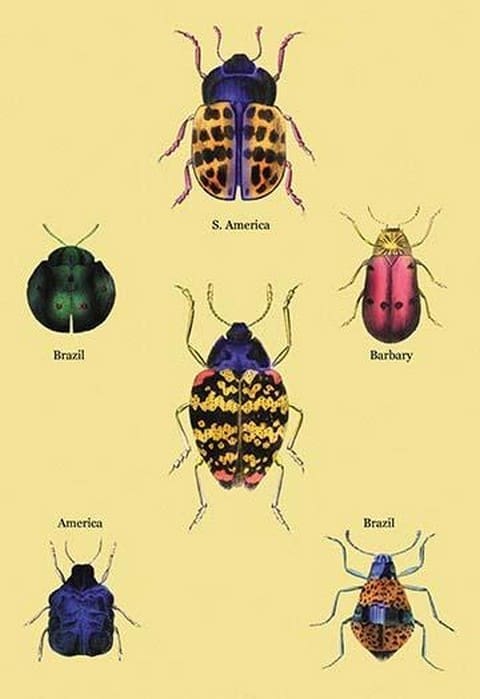 Beetles of Barbary and the Americas #2 by Sir William Jardine - Art Print