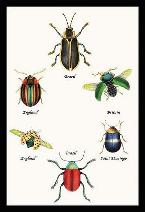 Beetles of Brazil