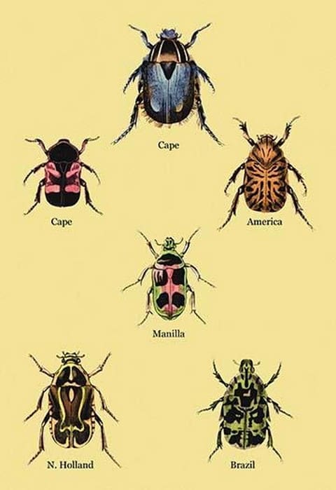 Beetles of Cape