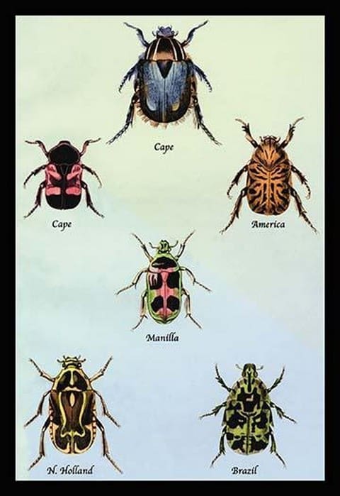 Beetles of Cape