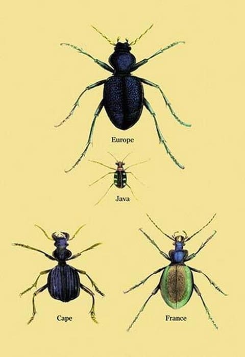 Beetles of Java