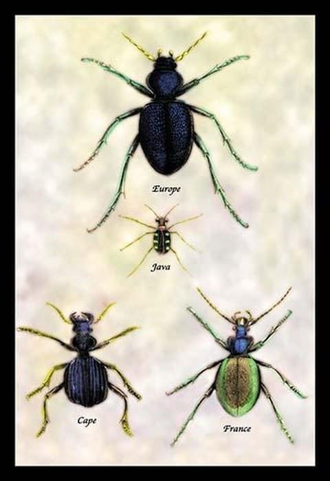 Beetles of Java