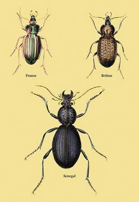 Beetles of Senegal