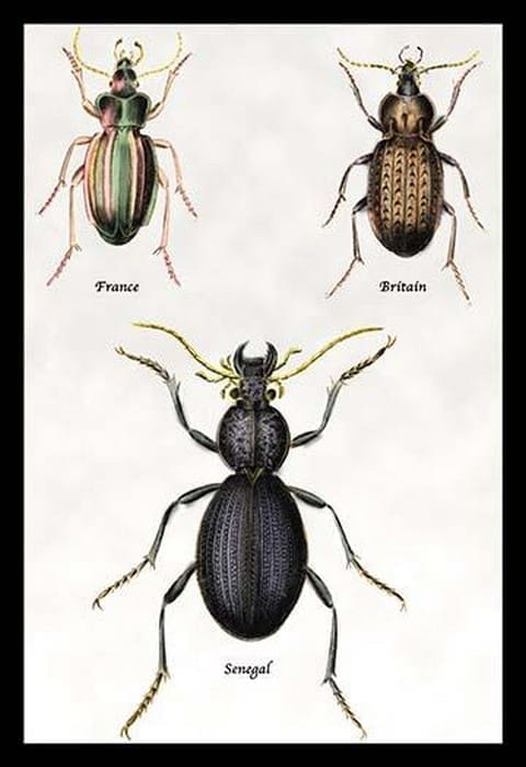 Beetles of Senegal