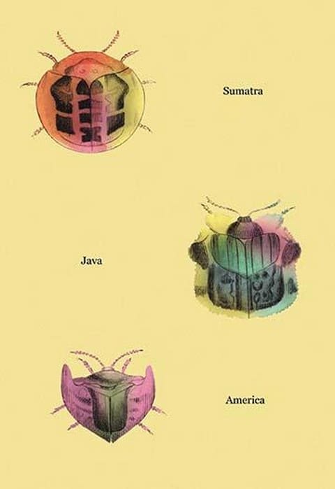 Beetles of Sumatra