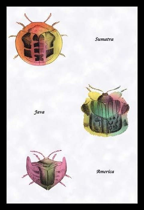 Beetles of Sumatra