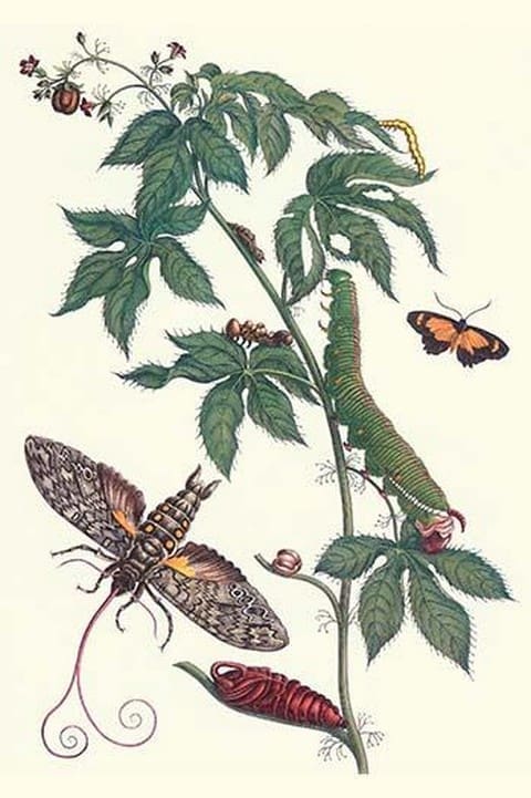 Bellyache Bush with a Giant Sphinx Moth and a Metalmark butterfly by Maria Sibylla Merian - Art Print