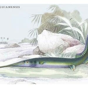 Belone Guianensis by Robert H. Schomburgk - Art Print