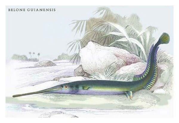 Belone Guianensis by Robert H. Schomburgk - Art Print