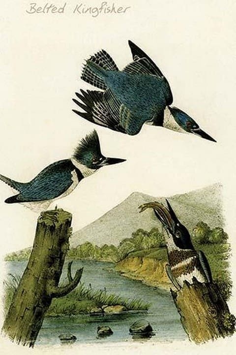 Belted Kingfisher by John James Audubon - Art Print