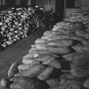 Benji Iguchi with squash by Ansel Adams - Art Print