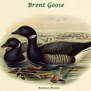 Bernica Brenta - Brent Goose by John Gould - Art Print