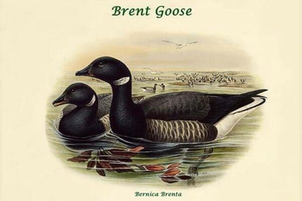 Bernica Brenta - Brent Goose by John Gould - Art Print