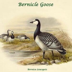 Bernica Leucopsis - Bernicle Goose by John Gould - Art Print