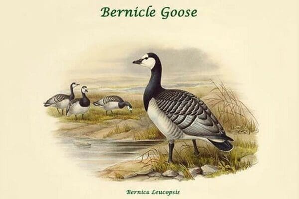 Bernica Leucopsis - Bernicle Goose by John Gould - Art Print