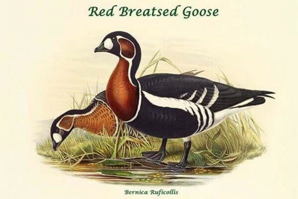 Bernica Ruficollis - Red-Breasted Goose by John Gould - Art Print