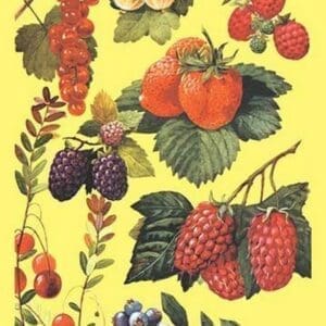 Berries - Art Print