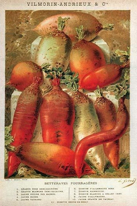 Betteraves Fourragers - Tuber Vegetables by Philippe-Victoire Lev que de Vilmorin - Art Print