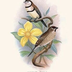 Bicheno's Finch & Cherry Finch by Frederick William Frohawk #2 - Art Print