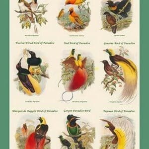 Birds of Paradise Composite I Vertical Classroom Poster by John Gould - Art Print