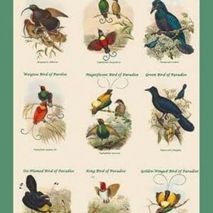 Birds of Paradise Composite II Vertical Classroom Poster by John Gould - Art Print