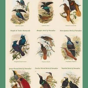 Birds of Paradise Composite III Vertical Classroom Poster by John Gould - Art Print