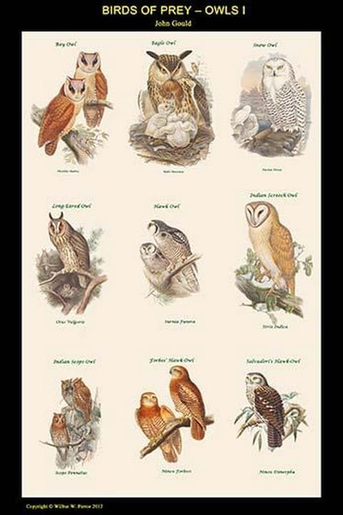 Birds of Prey - Owls - Vertical Classroom Poster I by John Gould - Art Print