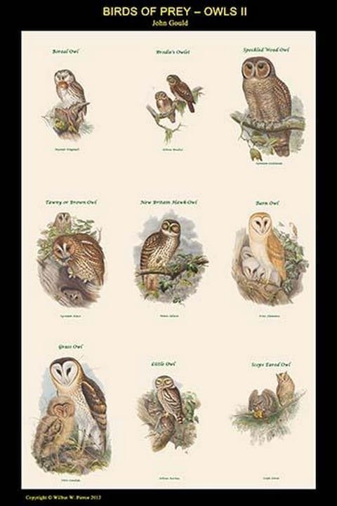 Birds of Prey - Owls - Vertical Classroom Poster II by John Gould - Art Print