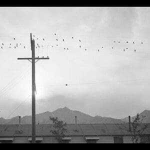 Birds on Wire by Ansel Adams - Art Print