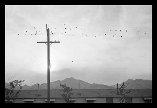 Birds on Wire by Ansel Adams - Art Print